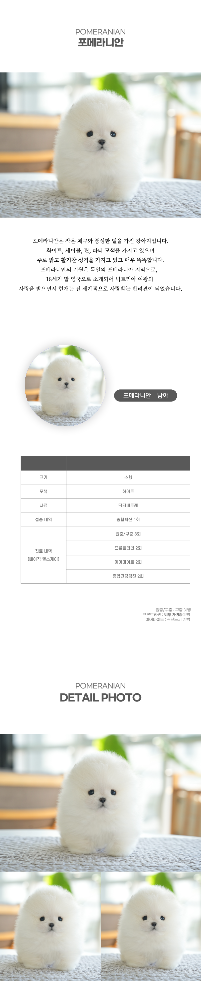 포메라니안_상세이미지_2